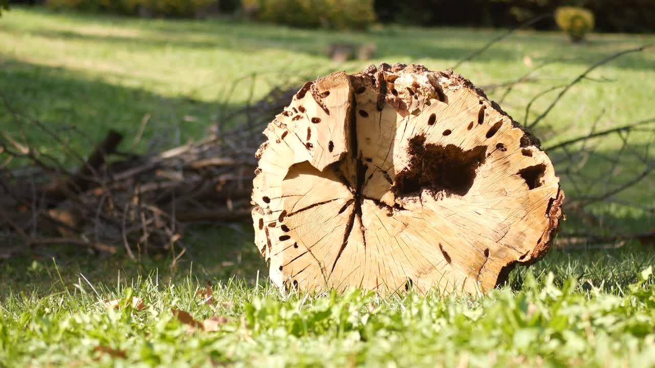 풀 위 에 있는 나무 줄기
