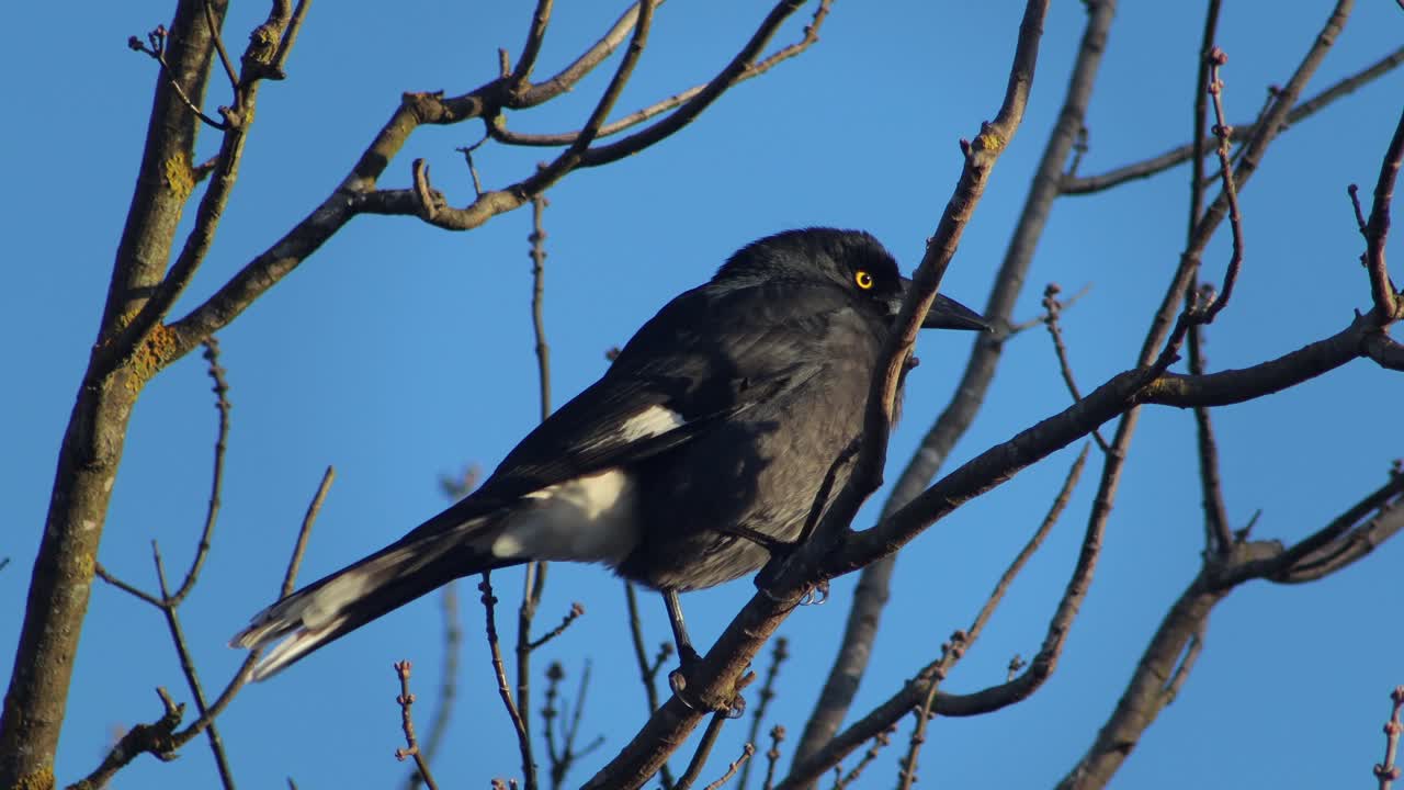Pied Currawong Perched Sat On Tree Branch Windy Sunset Australia, Victoria, Gippsland, Maffra