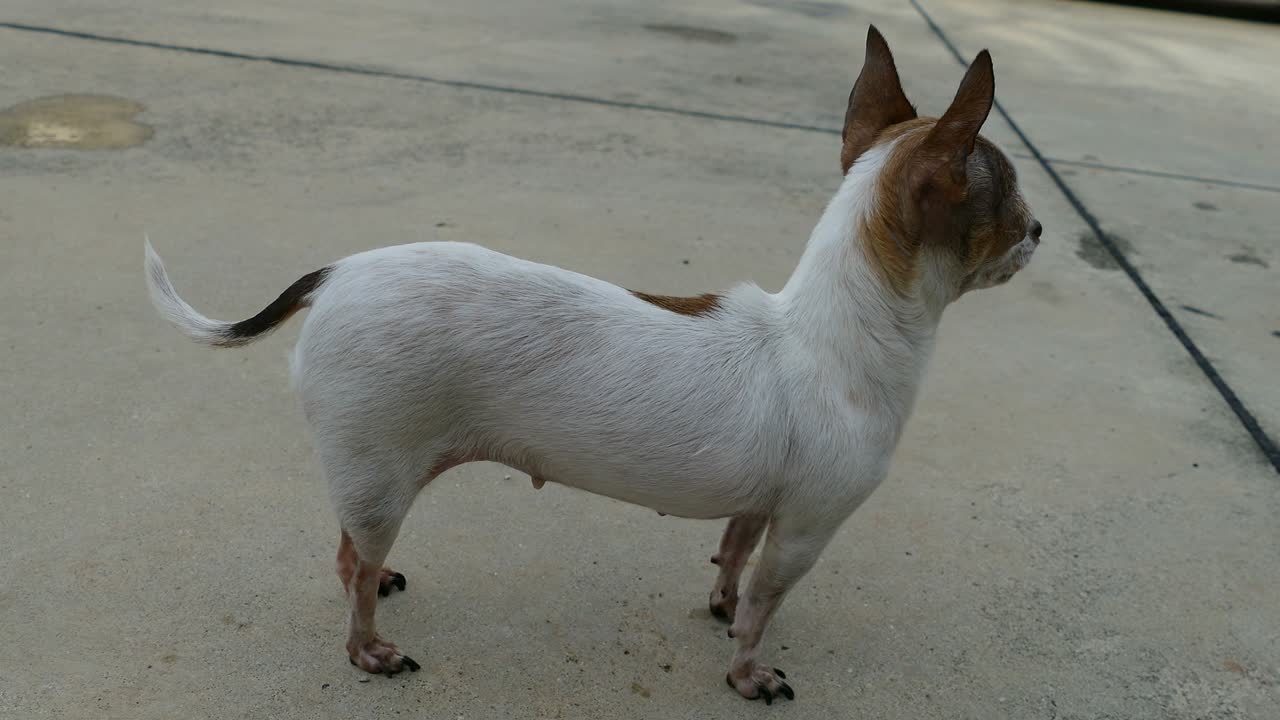Chihuahua dog sunbathing