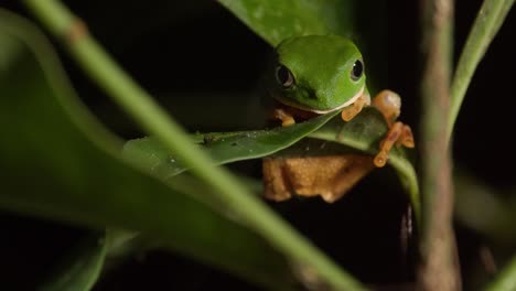 una toma panorámica de una rana verde nocturna que cuelga de una extremidad por la noche, primer plano