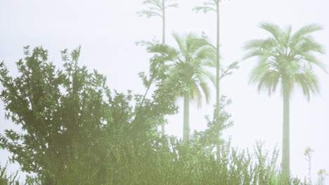 lush greenery hidden in soft fog with palm trees in the background