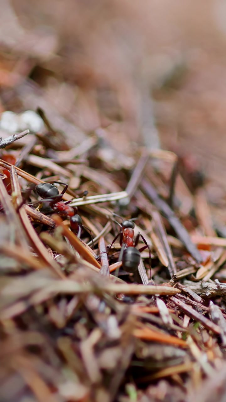 Macro Shot of Busy Ants Foraging on Pine Needles