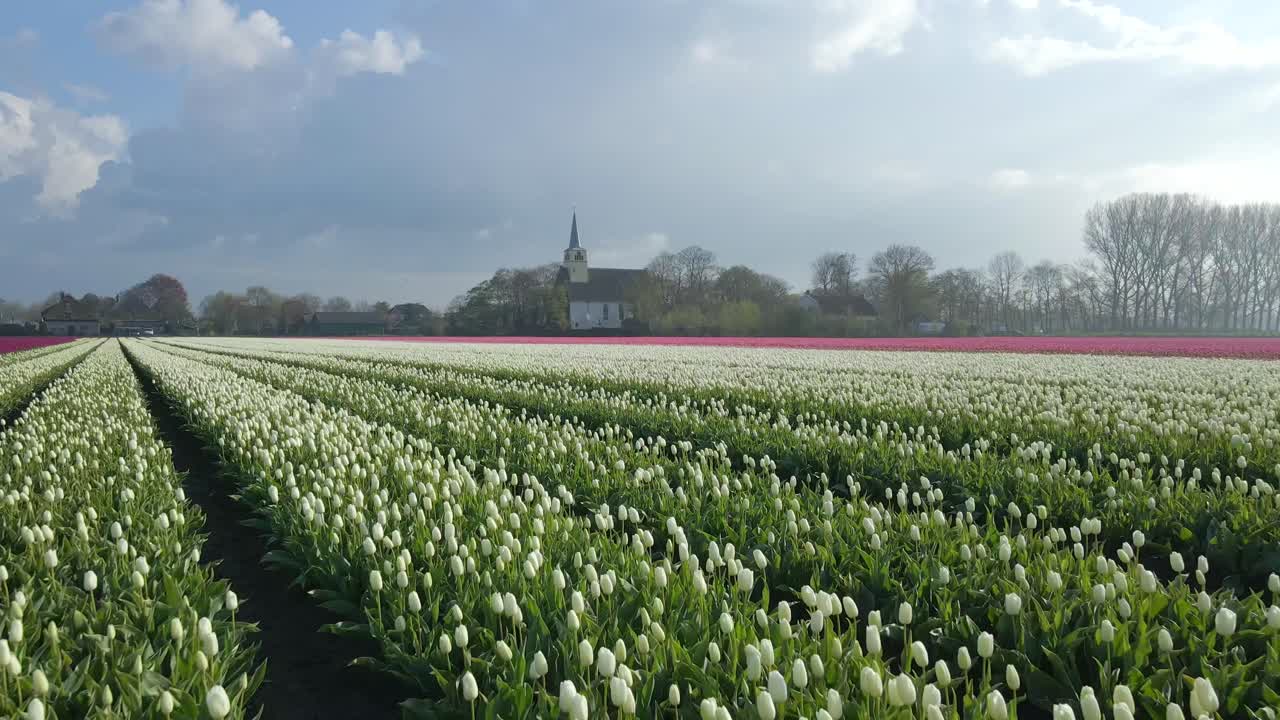 Vue aérienne de champs de tulipes et d'une charmante église au lever du soleil, Lisse, Pays-Bas