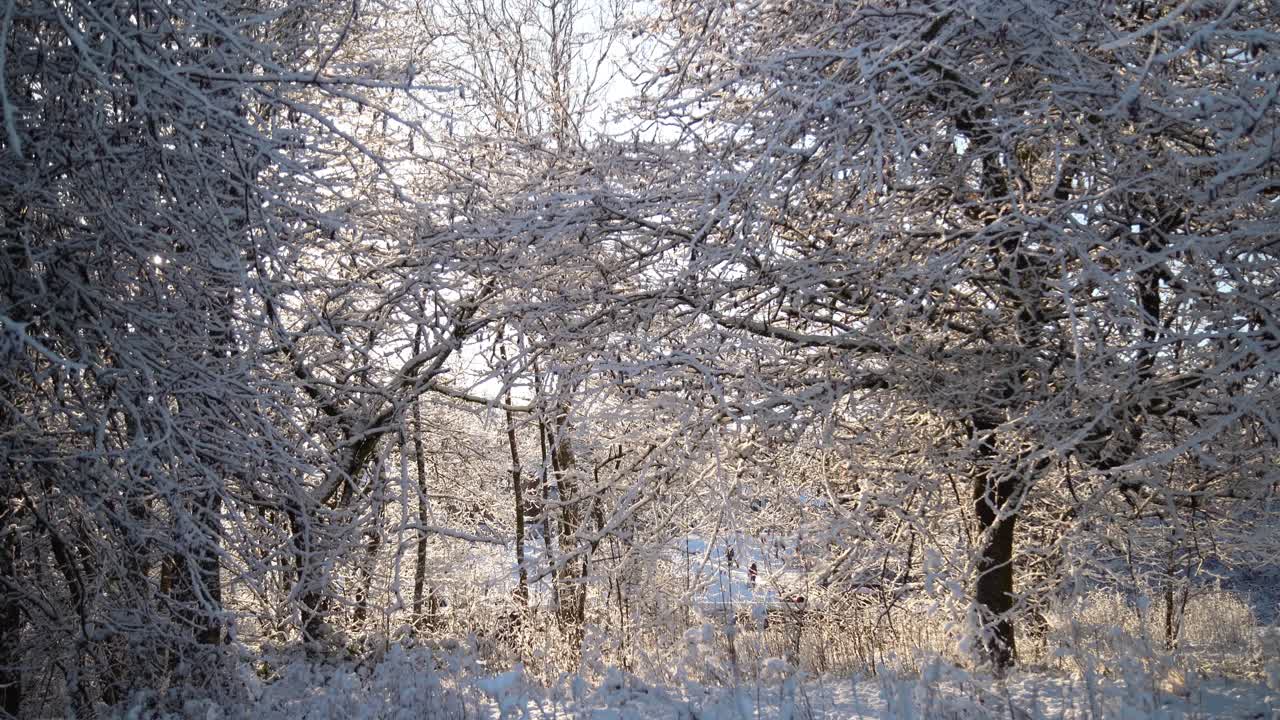 겨울날 눈 덮인 숲을 걷다