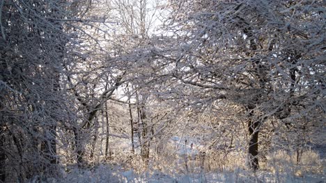 Walking-through-a-snowy-forest-on-a-winters-day