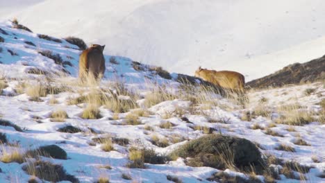 puma en el paisaje montañoso nevado