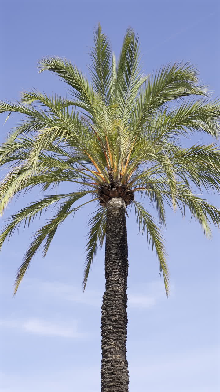 Close up of a palm tree on the beach with the blue sky on the background
