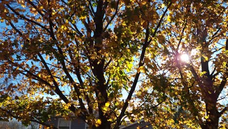 Sun-rays-passing-through-nature