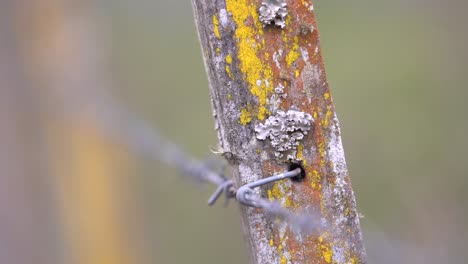 Old-wire-fence-in-northern-Argentina
Sony-a6400