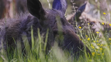 closeup view of a cow moose resting lying on the grass