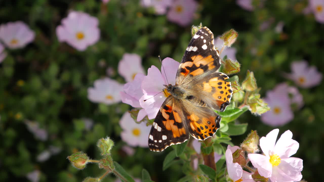 Primo piano di una vanessa cardui che si nutre di nettare con la sua proboscide e impollina fiori rosa durante la migrazione in California