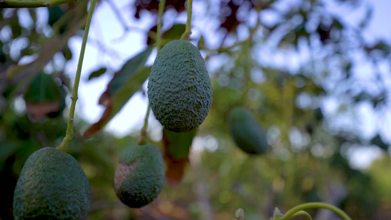 un primer plano de los frutos del aguacate en una plantación orgánica en israel