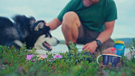 man camping with his alaskan malamute dog in kokelv, norway - close up