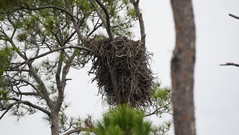 eaglets peeking out above a nest