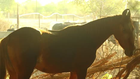 beautiful brown horse turning and walking towards camera