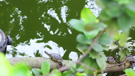 turtle climbs onto branch above green water