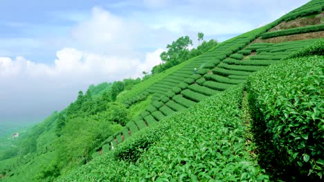 campos de té en la ladera. los agricultores de té en el trabajo.