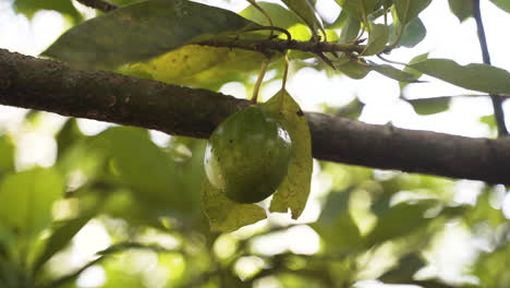 fruta de nuez moscada verde inmadura en la rama de un árbol frondoso en la selva de zanzíbar