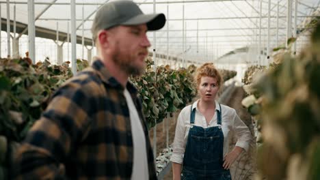 A-sad-girl-with-red-hair-a-farmer-communicates-with-her-colleague-and-examines-the-tied-and-dry-strawberry-bushes-in-a-greenhouse-on-the-farm