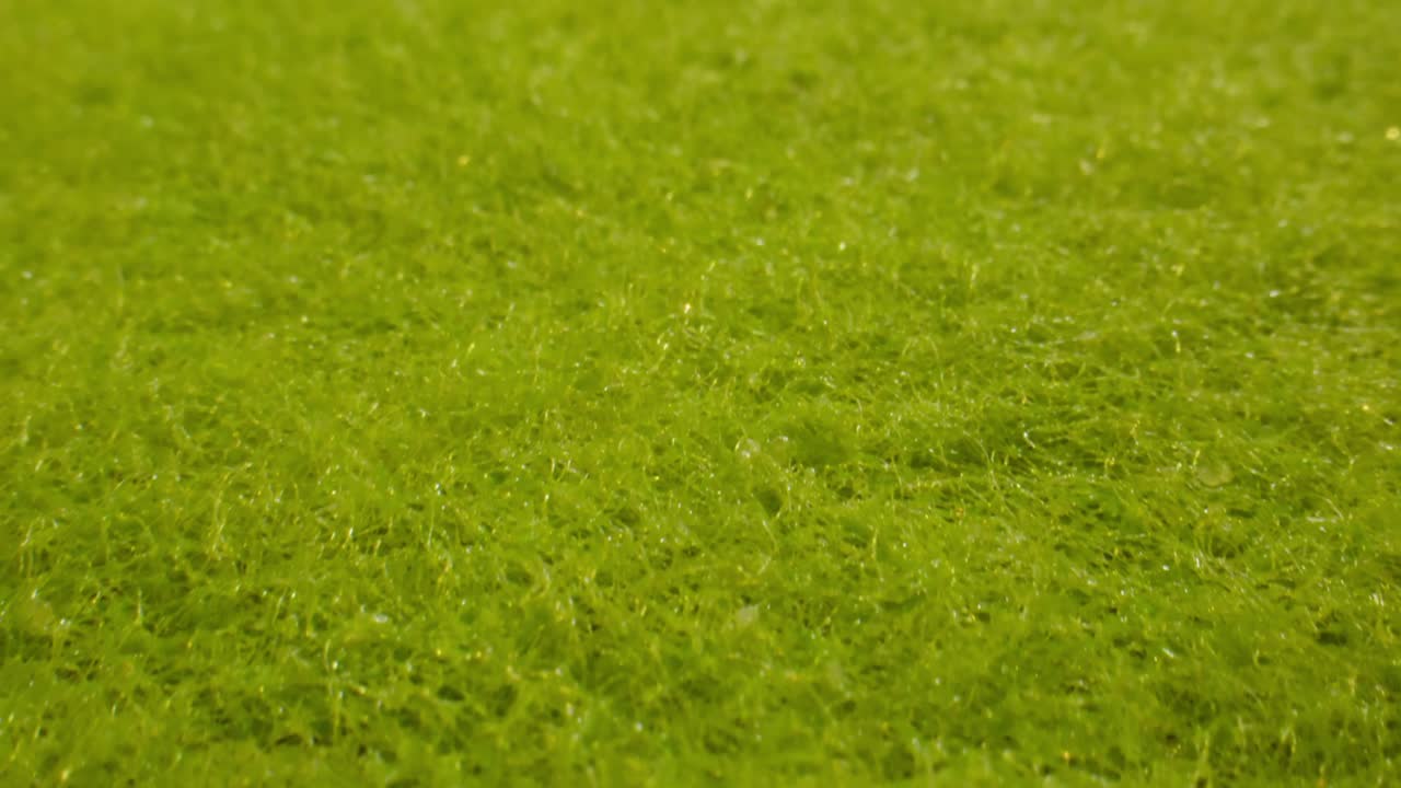 Close Up of Vibrant Green Sponge Texture