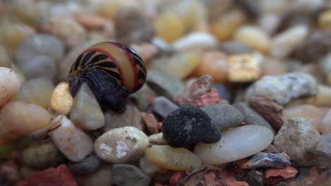 red racer nerite snail  climbs over gravel