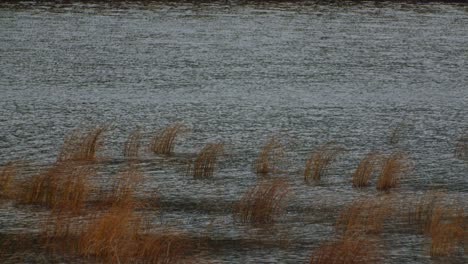 pond water surface in the wind with yellow grass