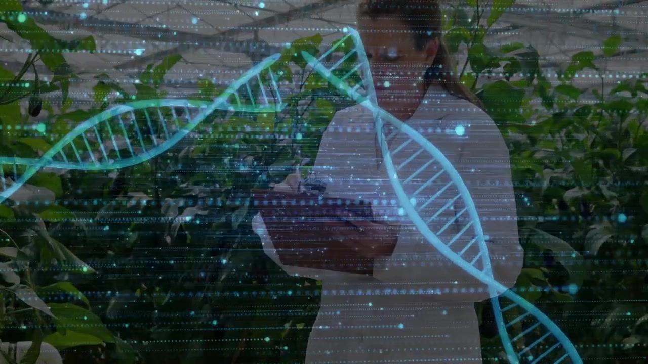 Mature researcher tapping tablet in greenhouse, initiating animated DNA helix and monitoring crops