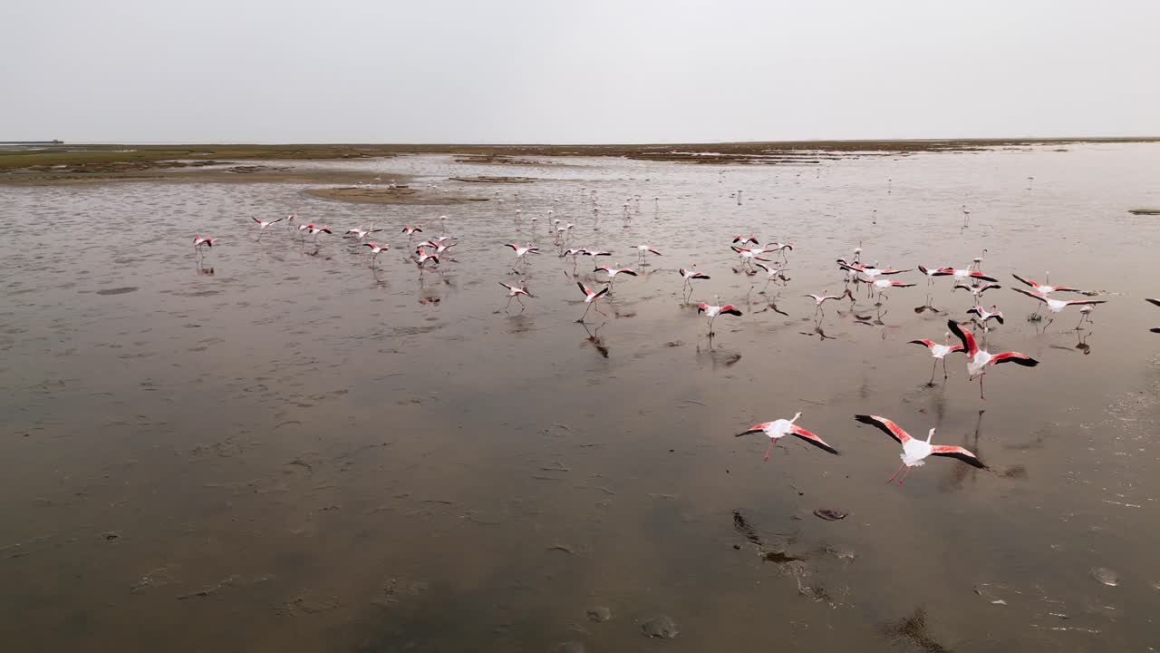 bandada de flamencos se eleva aleteando en el cielo y aterriza en una sección de humedales fangosos, seguimiento aéreo de drones