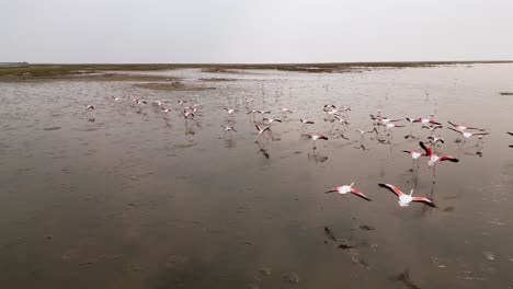 Bandada-De-Flamencos-Se-Elevan-Aleteando-En-El-Cielo-Y-Aterrizan-En-Una-Sección-De-Humedales-Fangosos,-Seguidos-Por-Drones-Aéreos