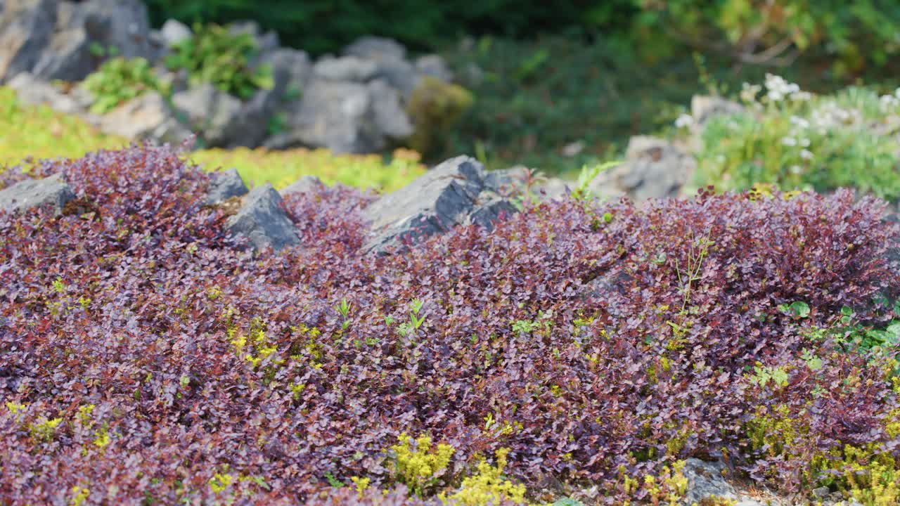 Purple wildflowers and grasses move in wind, rocky terrain, natural daylight, static camera, serene mood
