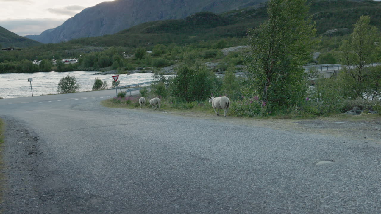 노르웨이 산맥의 아름다운 풍경과 산으로 둘러싸인 도로에서 자유롭게 달리는 양들