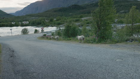 ovejas corriendo libremente en una carretera en las montañas noruegas rodeadas de hermosos paisajes y montañas en jotunheimen