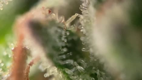 milky-amber-colored-heads-Cannabis-Marijuana-Trichomes,-Best-close-up-macro-zoom-microscope-Harvest-naturally-Drug-Dope