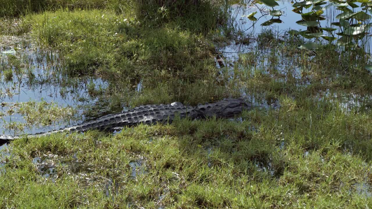 Tilt down handheld 4K shot of a medium size alligator sitting in the middle of the murky Florida everglade swamp with it's scaly spine showing on a warm sunny day