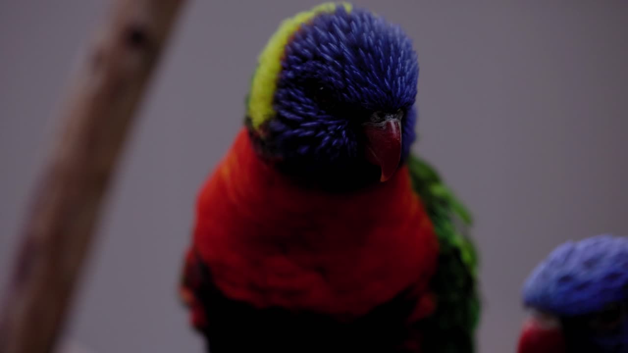 자연 서식지에 있는 다채로운 lorikeet 새의 매크로