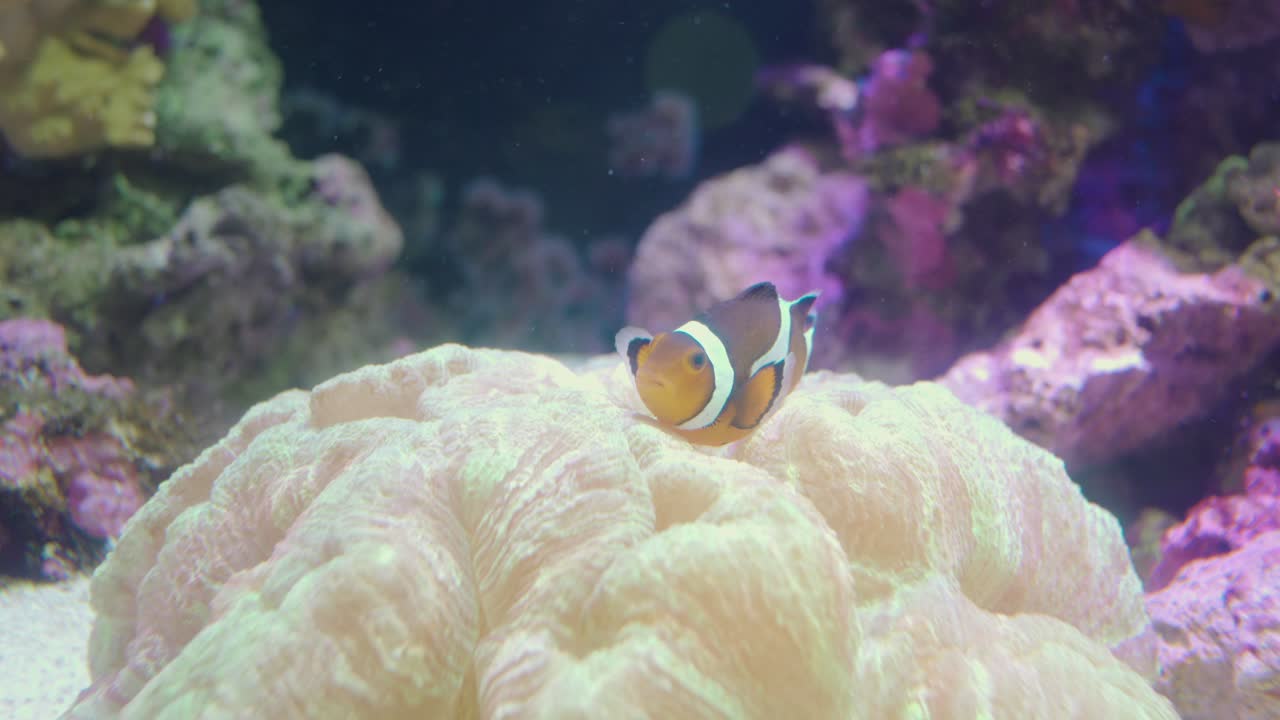 Bellissimo pesce pagliaccio o anemone che nuota da solo sopra una barriera corallina molle vivente all'interno di un acquario in vetro Clearseal a Numazu, Giappone - Macro