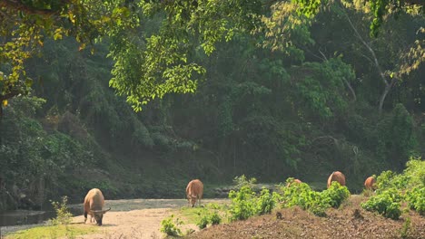 A-bull-on-the-left-seen-stooping-its-head-down-smelling-and-looking-for-food-as-it-moves-to-the-right-while-the-herd-grazes,-Tembadau-or-Banteng-Bos-javanicus,-Thailand