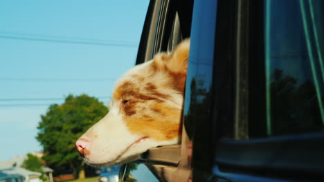 Dog-Looking-Out-of-Moving-Car-Window