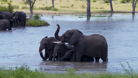 elephant family standing together in savannah lake, one raising trunk