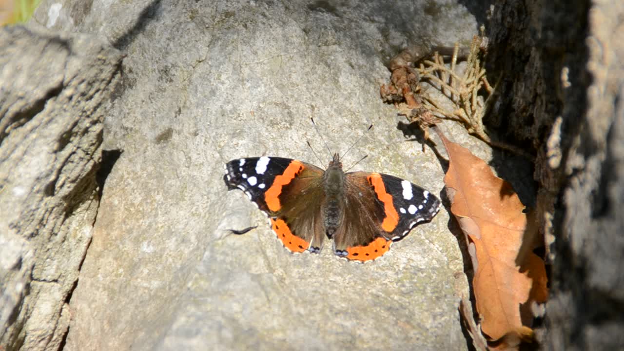 Sommerfugl på blomster