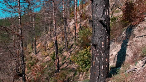 pinos y el aspecto del bosque después de un incendio forestal