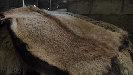 detail of tanned goat skin, saddlery handicraft work