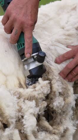 traditional sheep shearing. agricultural process of cutting wool for further production of fleece on a farm. farmer trimming sheep with a shearer. vertical video