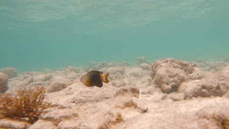 Toma-Submarina-Establecida-De-Flora-Y-Fauna-Marina-Con-Formación-Rocosa-En-El-Fondo-Del-Metraje-En-Cámara-Lenta-Del-Océano