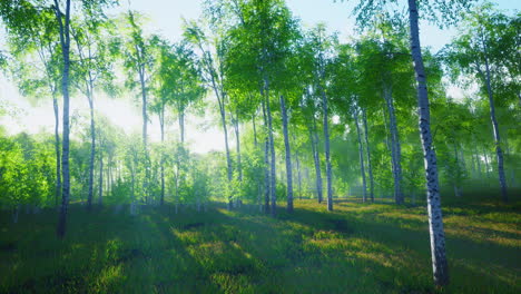 birch-forest-in-sunlight-in-the-morning