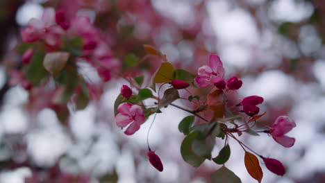 pink tree blossom closeup. tree flowers blooming. romantic garden. spring season