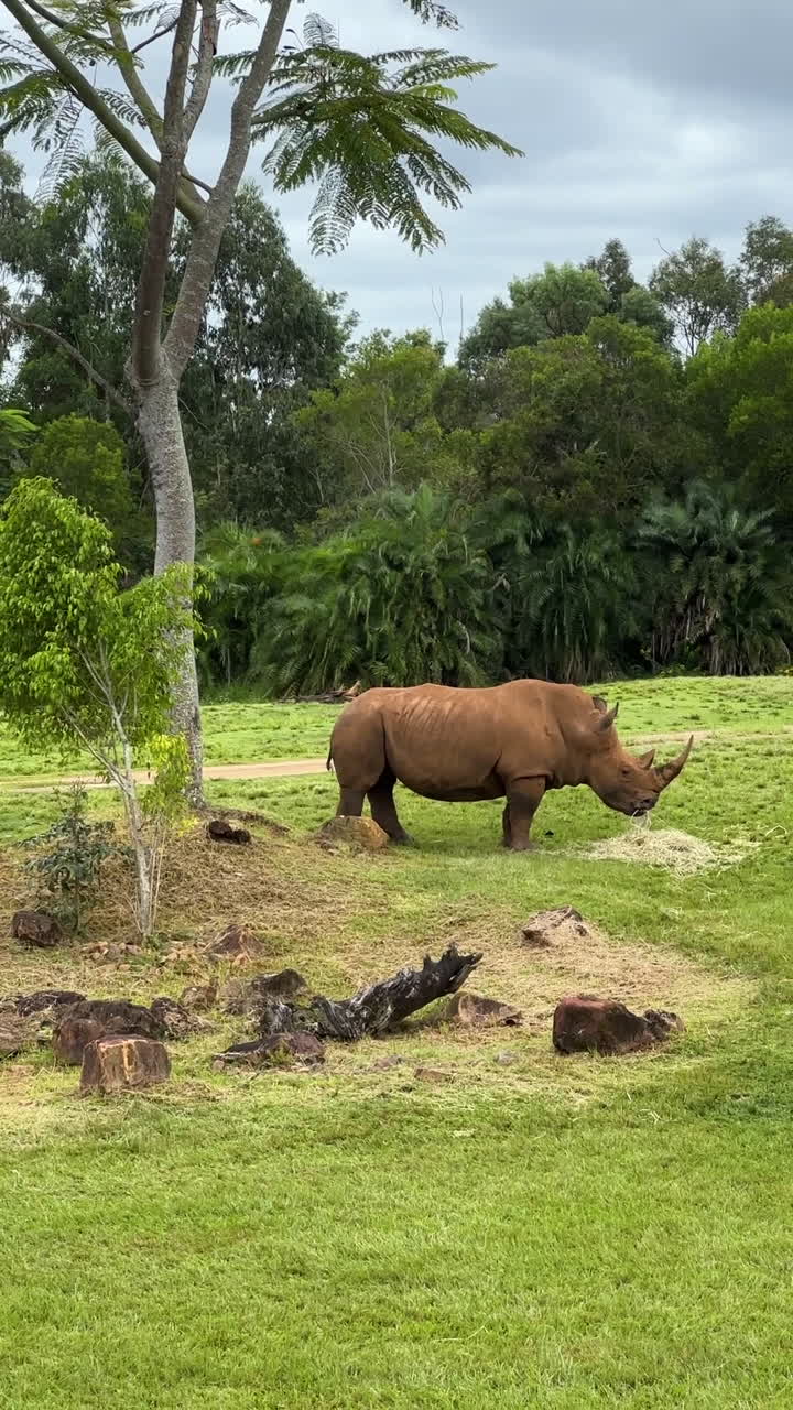 Vertical View of Rhino, Animal in Protected Nature Reserve in Landscape of Australia