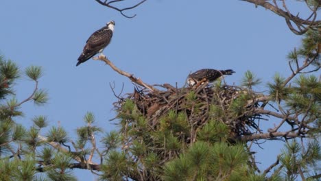 Two-osprey-rest-in-their-nest-with-one-finishing-off-the-food-caught-in-the-morning