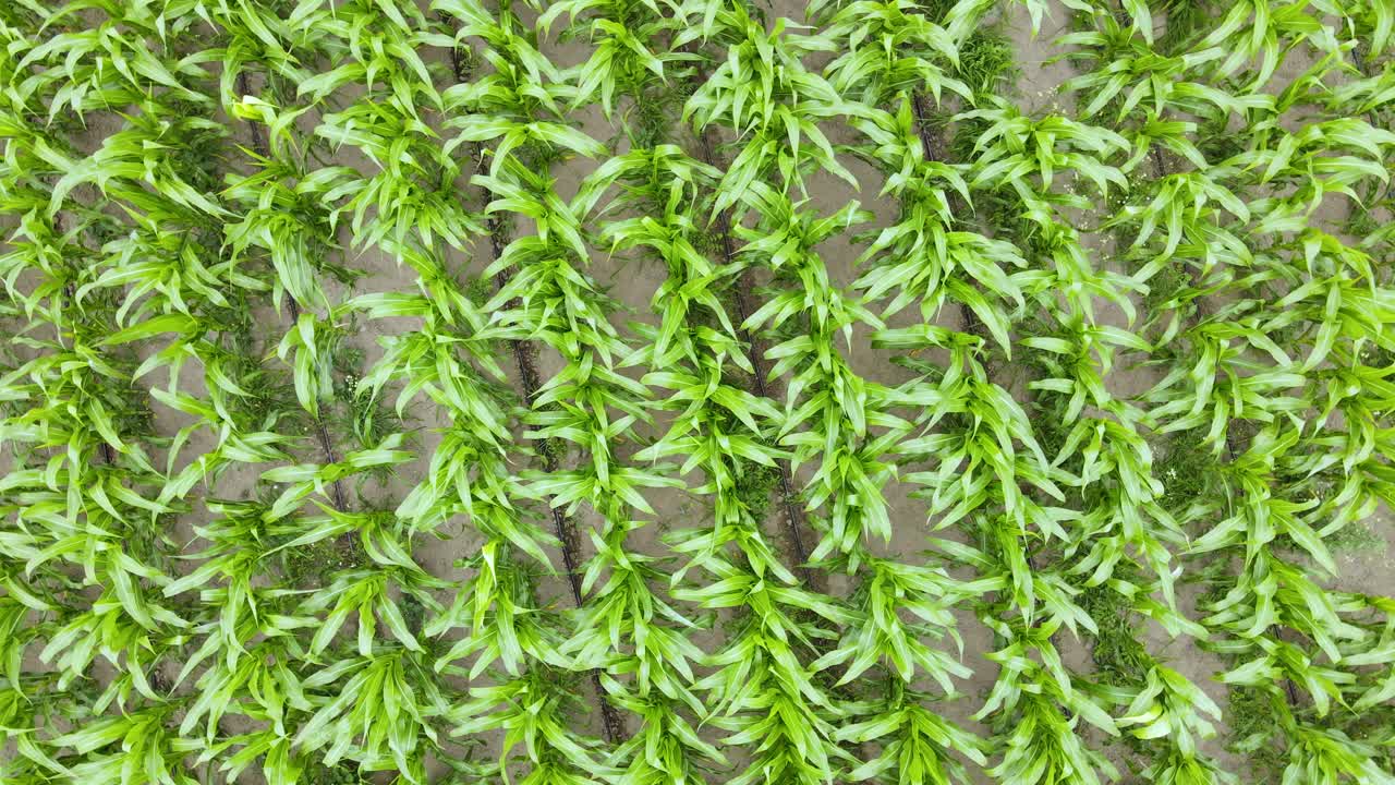 vista aérea de cerca de un cultivo de maíz