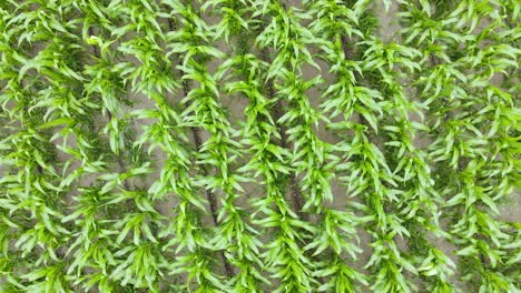 Aerial-Close-up-view-of-a-corn-crop